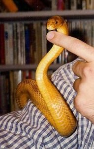 A small Yellow Rat snake sits up tall overlooking a finger.