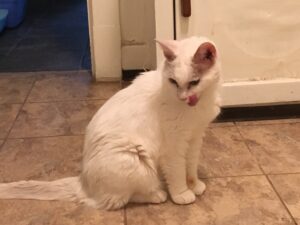 Snowball - Savoring a delicious healthy treat. A fluffy white cat, tongue out, happily enjoying pet food and treats on the tiled floor.