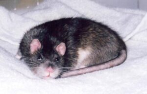 A sweet brown rat, nestled comfortably on a soft white towel.